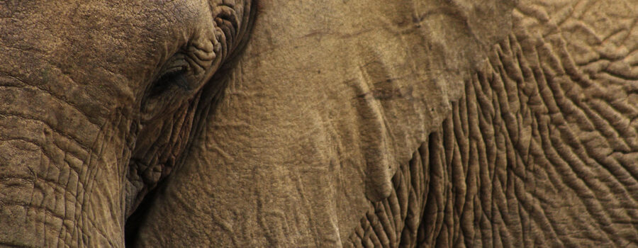 Discover Living With African Elephants